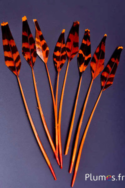 Tétras des bois flèche - 19-21 cm - orange-café